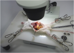 Simulateur de formation en microchirurgie de neurochirurgie, microscope, instruments et lit d'opération multifonctionnel pour animal